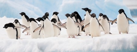 Penguin SEO update